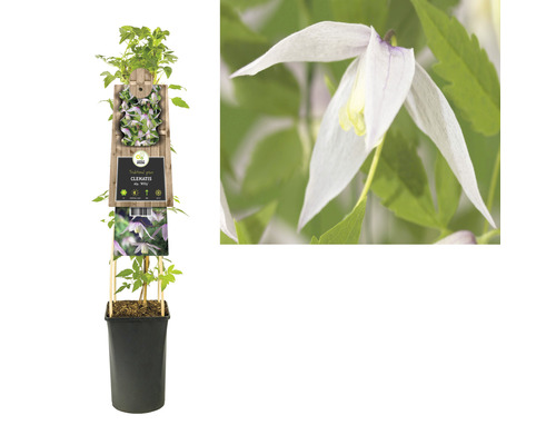 Clematis im Topf mit Rankhilfe und Blüte im Detail