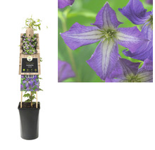 Blühende Clematis im Topf mit Rankhilfe