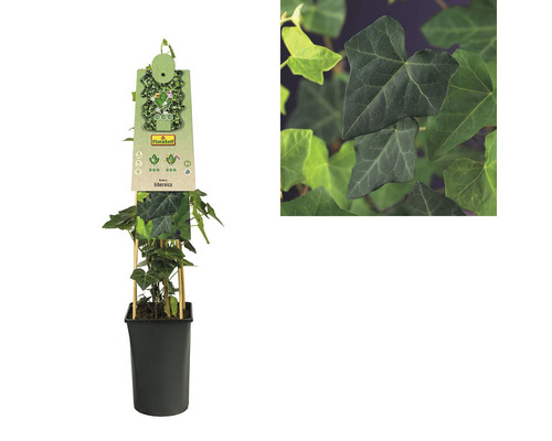 Efeu im Topf mit Kletterhilfe, Zimmerpflanze