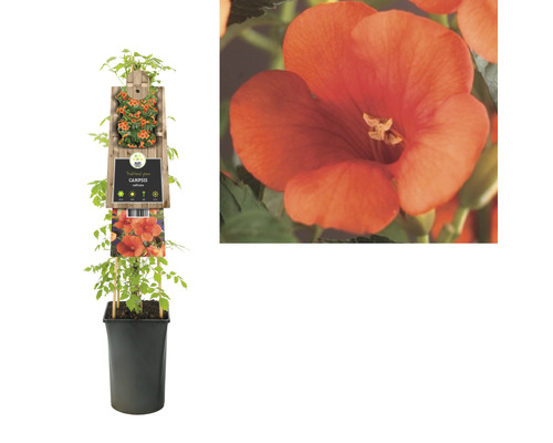 Trompetenblume im Topf mit Pflanzenetikett