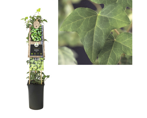 Lierre en pot, plante traditionnelle