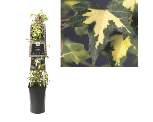 Efeu Pflanze im Topf mit Sortenetikett