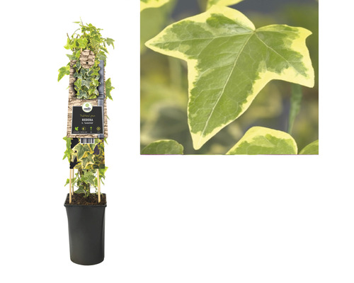 Efeu Goldfield in einem Topf mit Rankhilfe