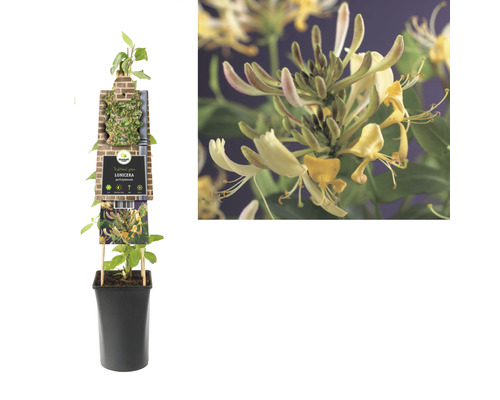 Heckenkirsche im Topf mit Rankhilfe