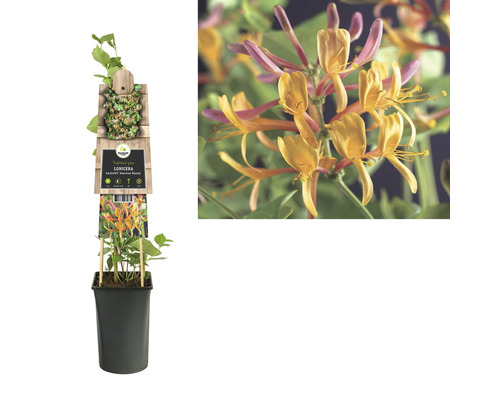 Japanisches Geissblatt im Topf mit gelben Blüten