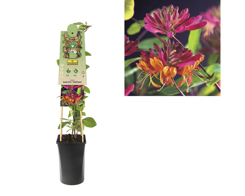 Geissblatt ''Goldflame'' im Topf