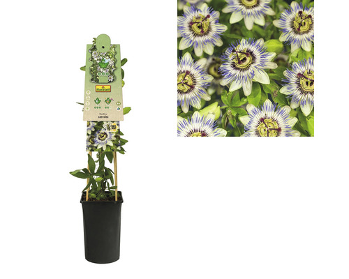 Fleur de la passion en pot avec support et gros plan de la fleur