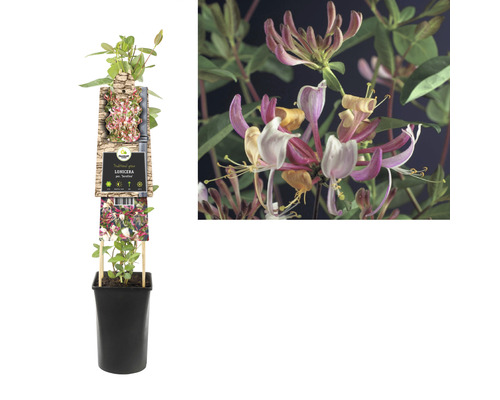 Chèvrefeuille parfumé en pot avec des fleurs