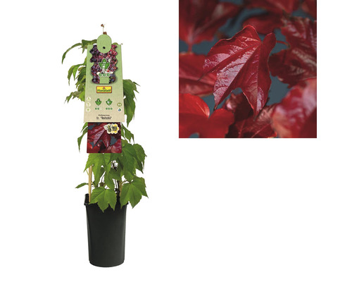 Vigne vierge en pot avec feuillage d''automne rouge et gros plan des feuilles