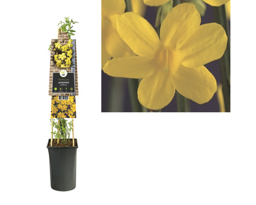 Gelber Jasmin im Topf