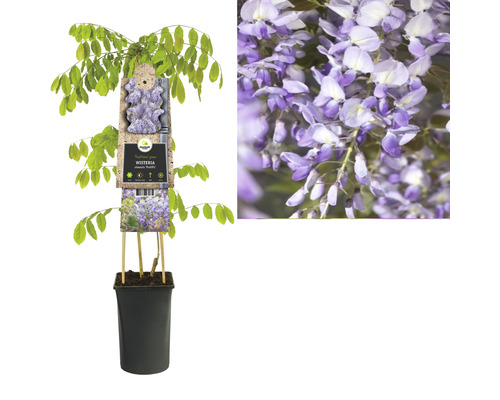 Pot avec plante glycine et gros plan des fleurs