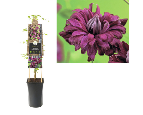 Clématite en pot avec informations sur le produit et gros plan de la fleur