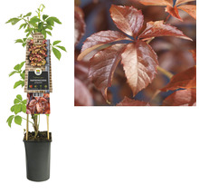 Jungfernrebe im Topf mit rotem Herbstlaub
