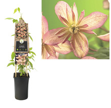 Clematis montana Marjorie im Topf mit Rankhilfe