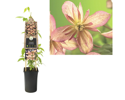 Clematis montana Marjorie im Topf mit Rankhilfe