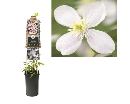 Clematis montana in einem Topf, zusammen mit einer Nahaufnahme einer einzelnen Blüte