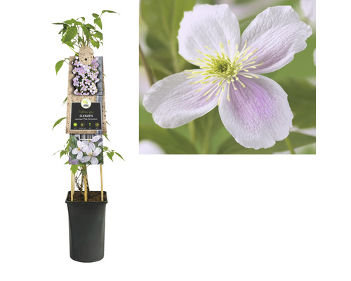 Clematis Montana Pink Perfection im Topf