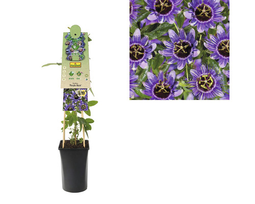 Passionsblume Purple Haze 53-70 cm