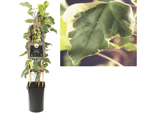 Plante de lierre en pot