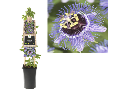 Passionsblume im Topf mit Rankhilfe