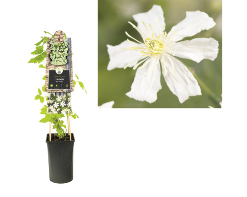 Clematis Pflanze im Topf mit Rankhilfe und Blüte im Detail