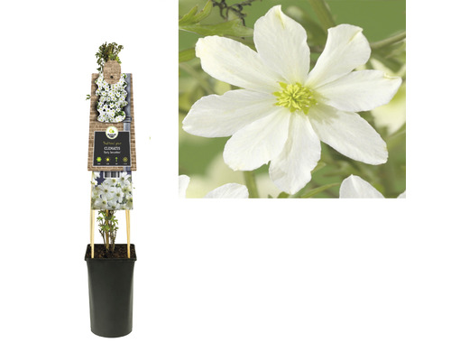 Clematis im Topf mit Rankhilfe und Blüte