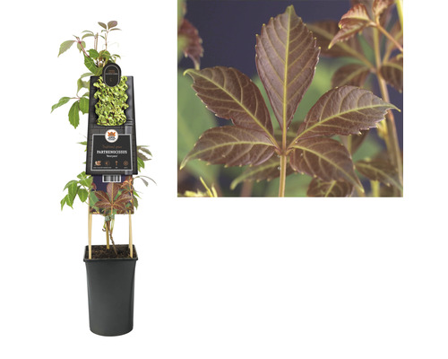 Jungpflanze des Wilden Weins im Topf mit Pflanzenetikett und Nahaufnahme eines Blattes