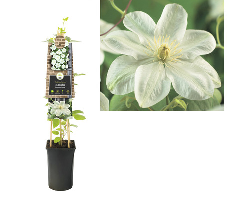 Clematis im Topf mit Rankhilfe