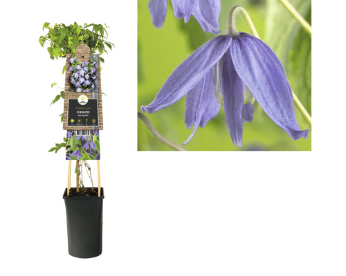 Clematis im Topf, eine Kletterpflanze für den Garten