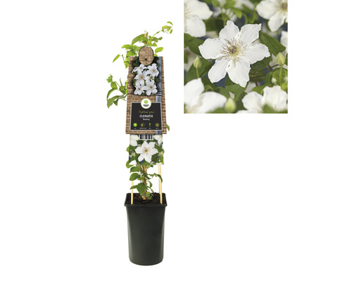 Clématite en pot