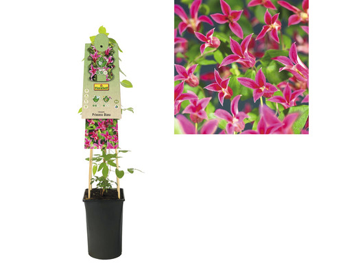 Clematis Princess Diana im Topf mit Rankhilfe und Nahaufnahme der Blüte