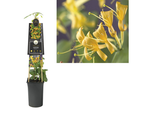 Im Bild ist eine Mandevilla-Kletterpflanze im Topf zu sehen, die für den Gartenbau verwendet wird.