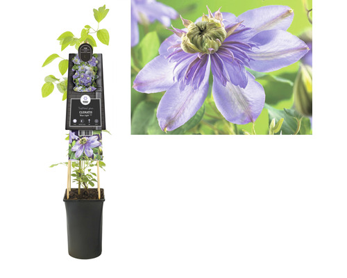 Clematis Blue Light Pflanze im Topf