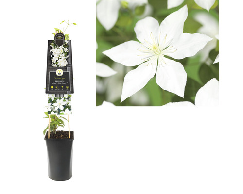 Clematis im Topf mit weißen Blüten