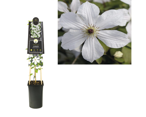 Clematis im Topf mit Rankhilfe und weißen Blüten