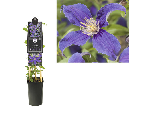 Clématite en pot avec tuteurs et fleur