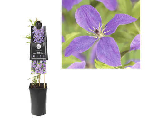 Clématite en pot avec support grimpant