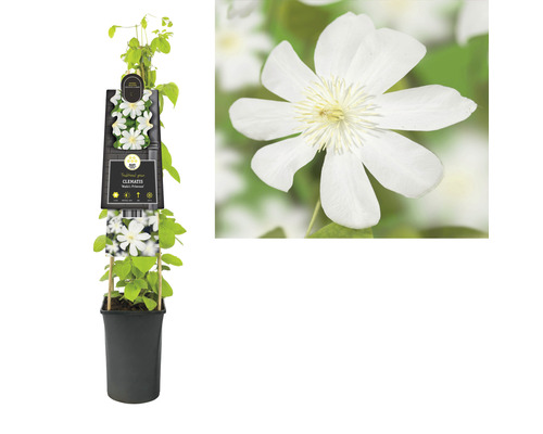 Clematis im Topf mit weißen Blüten