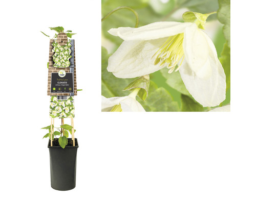 Clematis Pflanze in einem Topf mit Kletterhilfe