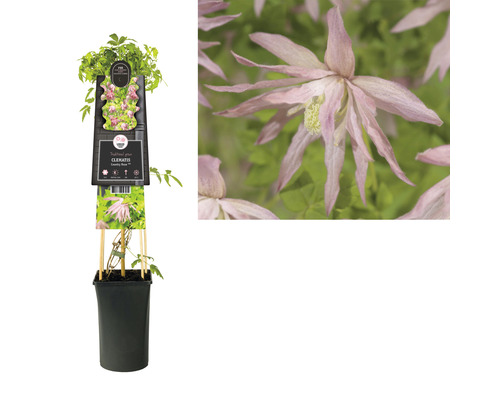Clematis im Topf mit Rankhilfe