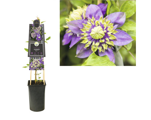 Clematis im Topf mit Rankhilfe und Blütenbild