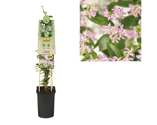 Jasmin étoilé ''Pink Air'' en pot avec étiquette de plante