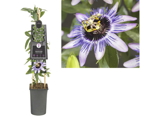 Passionsblume im Topf mit Rankhilfe und Blüte