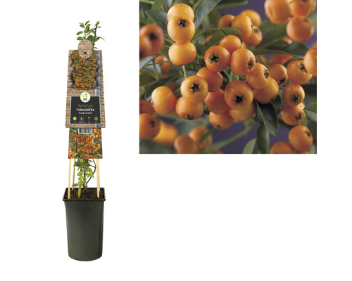 Feuerdorn ''Orange Charmer'' im Topf