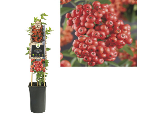 Feuerdorn im Topf mit roten Beeren