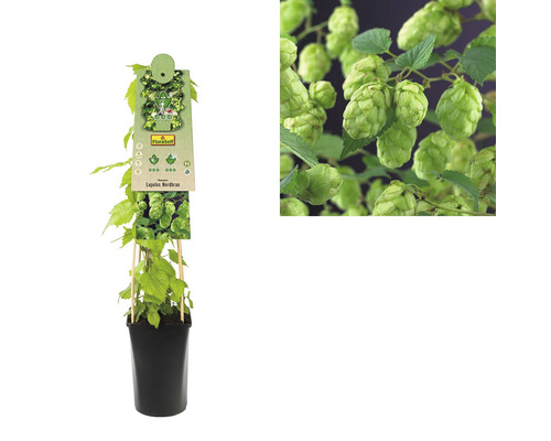 Houblon véritable en pot