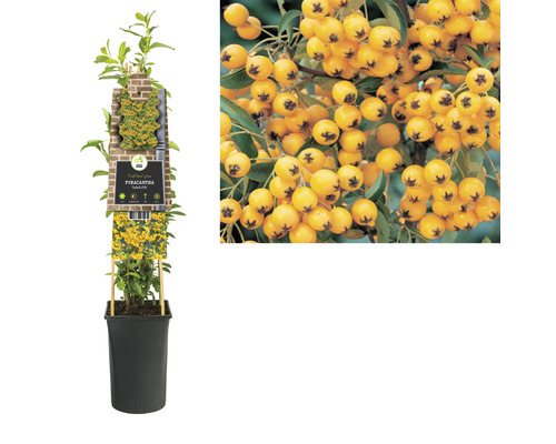 Buisson ardent en pot et gros plan sur les baies