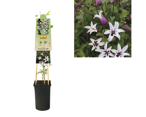 Clematis ''Princess Kate'' im Topf mit Rankhilfe