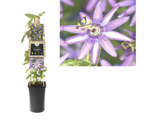 Passionsblume im Topf mit Rankhilfe
