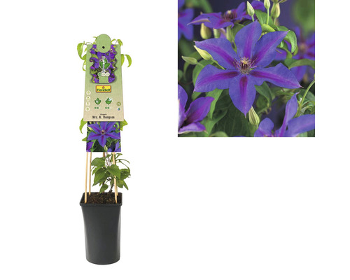Clematis Mrs. N. Thompson Pflanze im Topf mit Rankhilfe